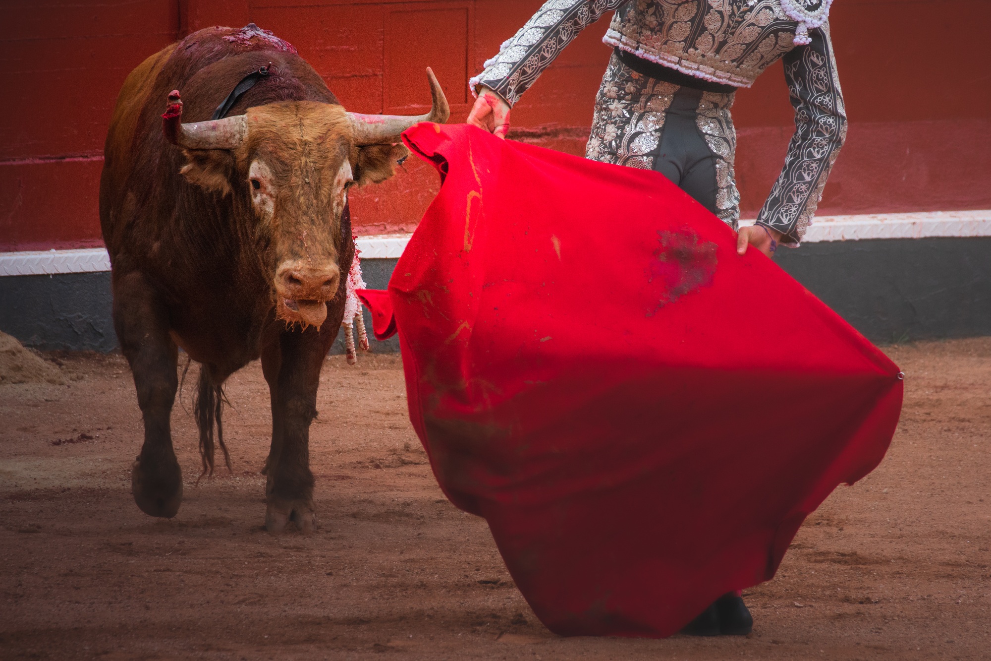 Brown bull and a fighter in bullring during a spectacle